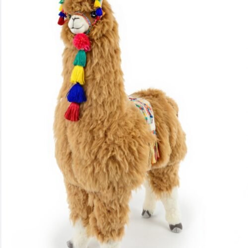 Alpaka – XXL | Orzech Laskowy